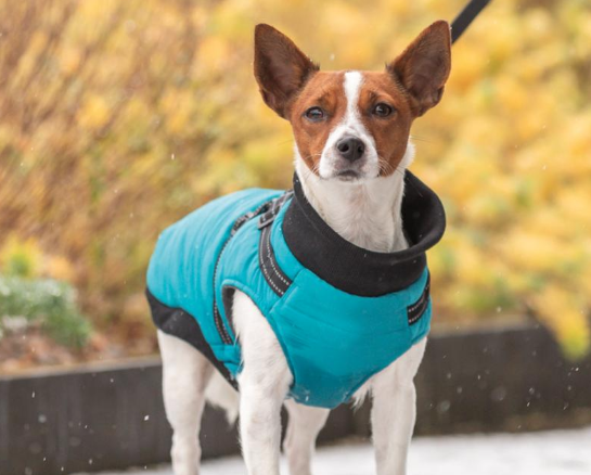 Hundedekken/sele Pontis Grå & Turkis