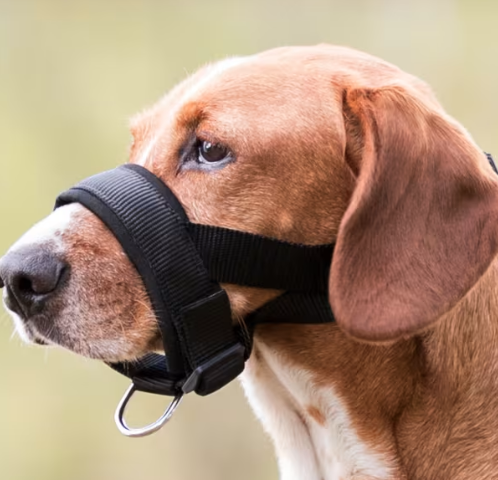 Munnkurv Foret Nr1 M / L