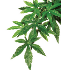 Exo Terra Abutilon M