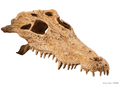 exo terra crocodile skull