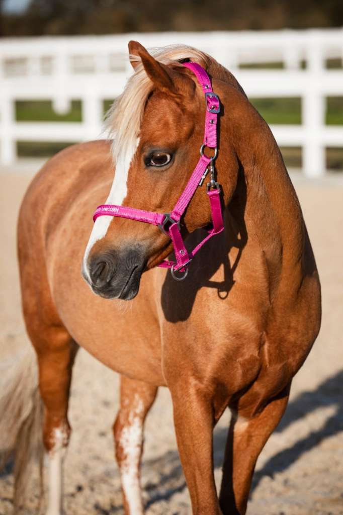 Horse Guard Malva grime "Pretty Girl"