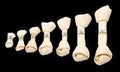 Farmfood Rawhide Bone XL ca 45cm