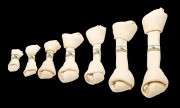 Farmfood Rawhide Bone XL ca 45cm